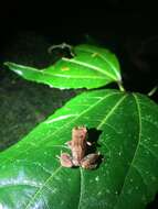 Image of Caretta Robber Frog