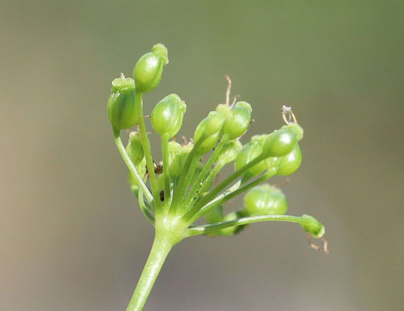 Image of Pimpinella saxifraga subsp. saxifraga
