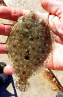 Image of Eyed Flounder