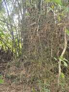Image of Bambusa blumeana
