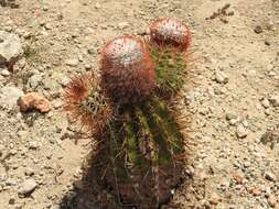 Image of Melocactus harlowii (Britton & Rose) Vaupel