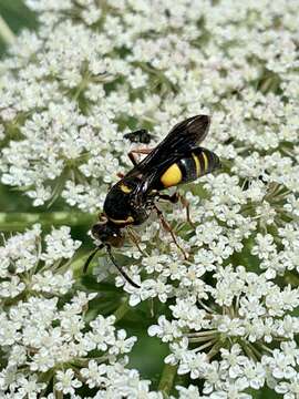 Image of Nysson plagiatus Cresson 1882