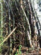 Image of Bambusa blumeana