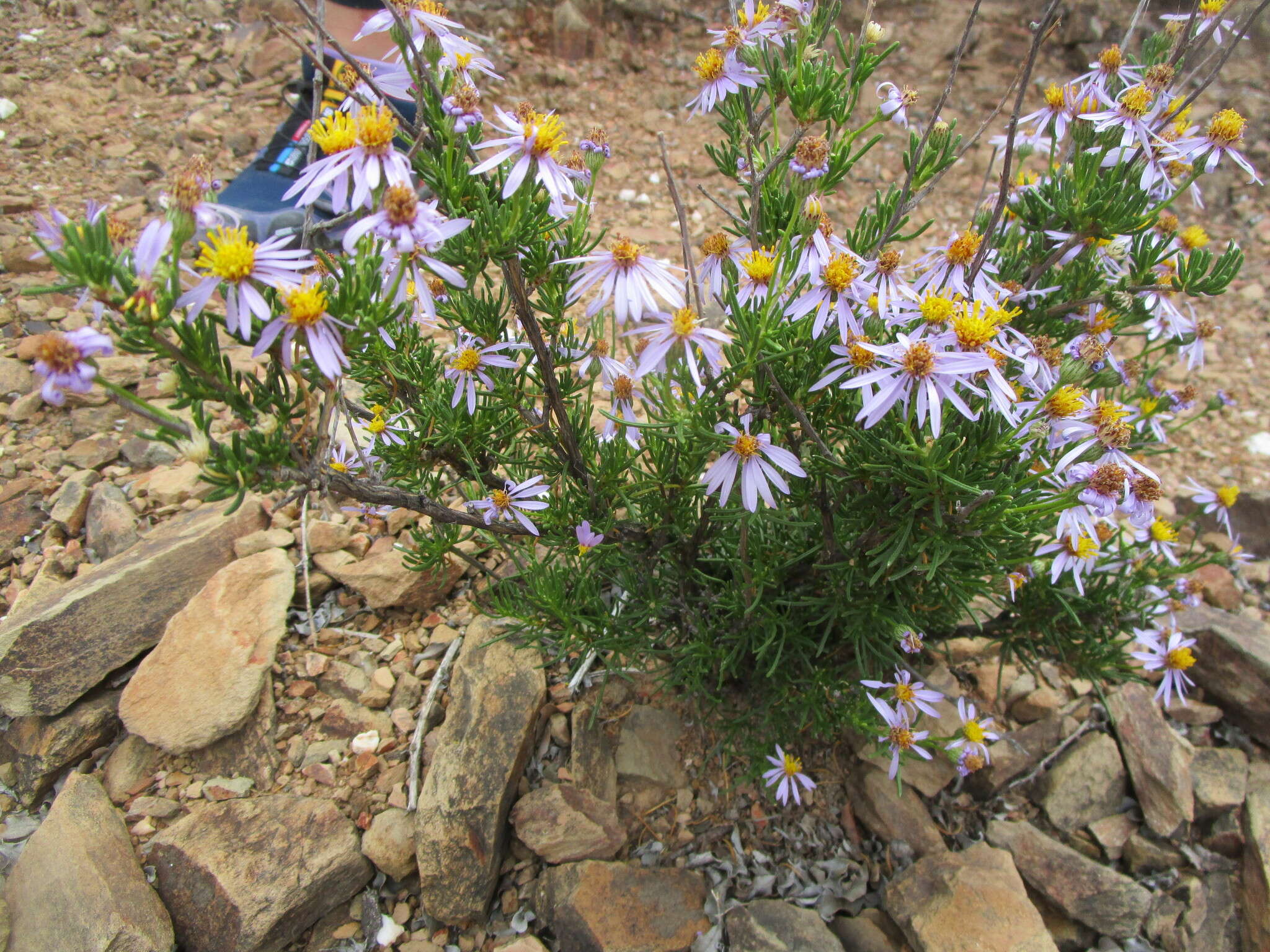 Image of Felicia filifolia subsp. filifolia