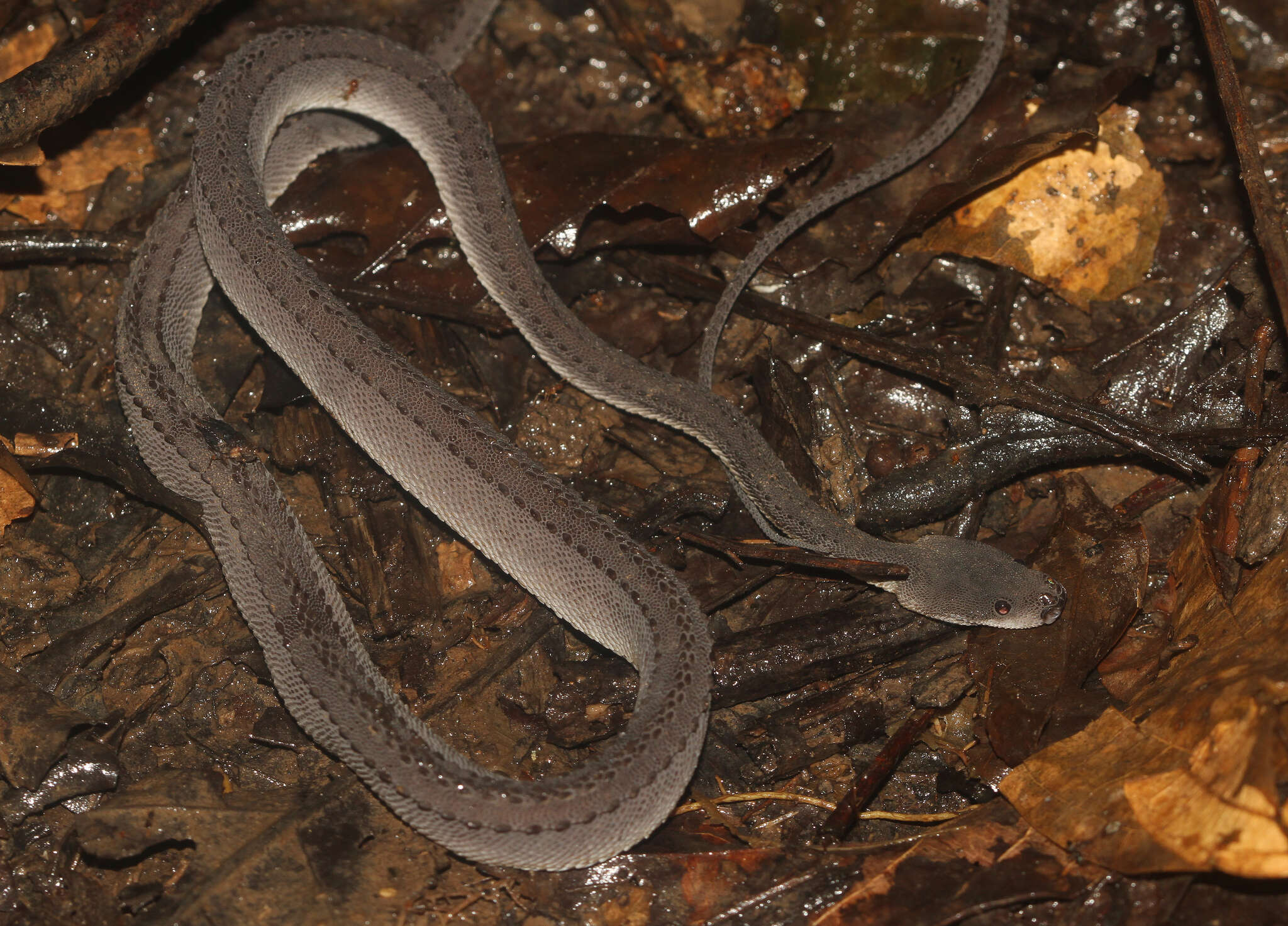 Image of Rough-backed Litter Snake