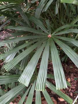 Image of Mangrove fan palm