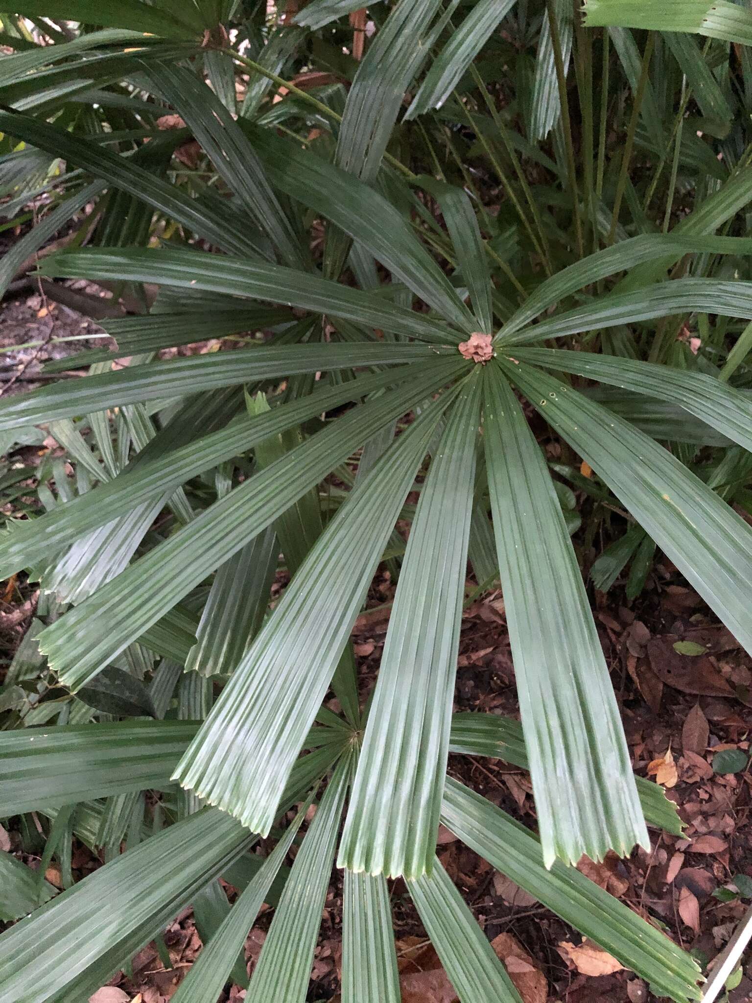 Image of Mangrove fan palm