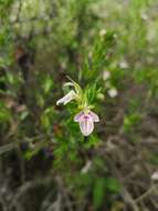 Image of Teucrium bicolor Sm.