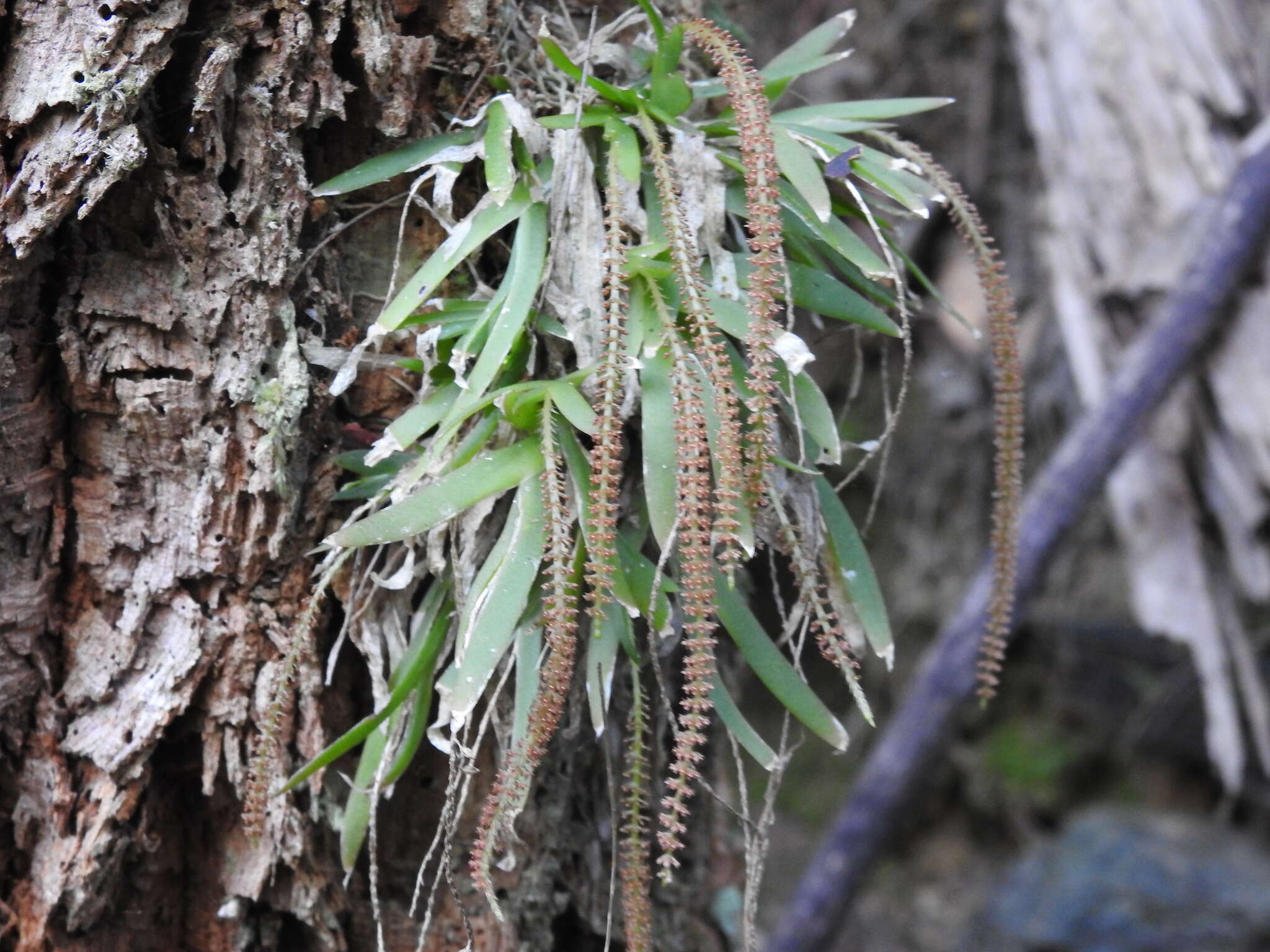 Image of Soldier's crest orchid