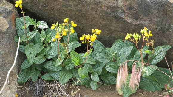 Image of Calceolaria germainii Witasek