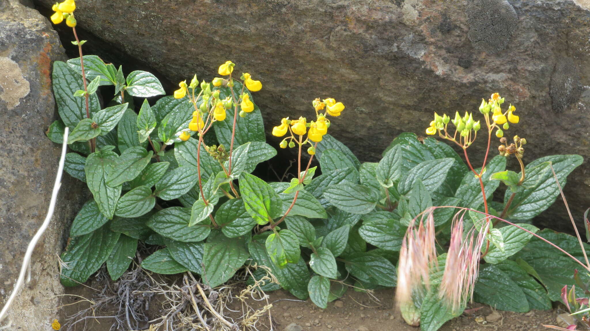 Image of Calceolaria germainii Witasek