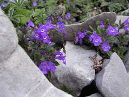 Image of Clinopodium alpinum (L.) Kuntze