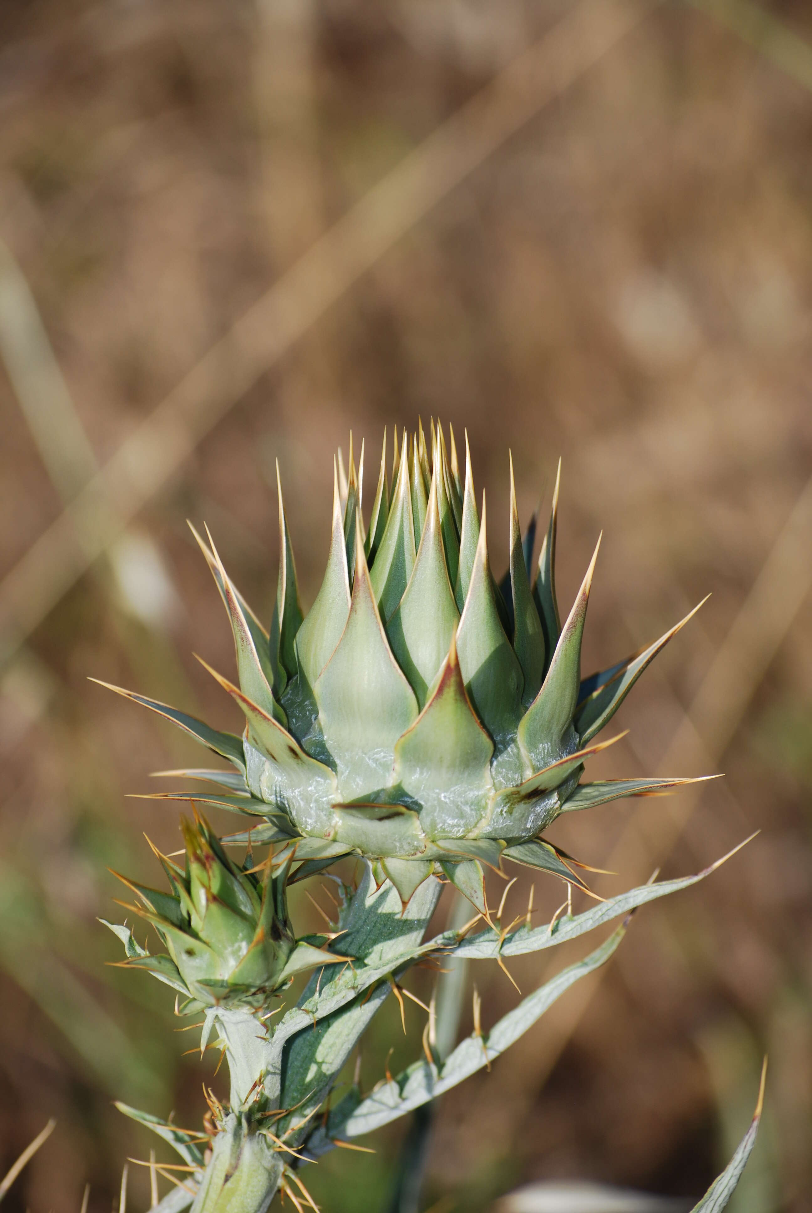 Image of cardoon