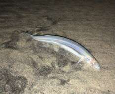 Image de Grunion