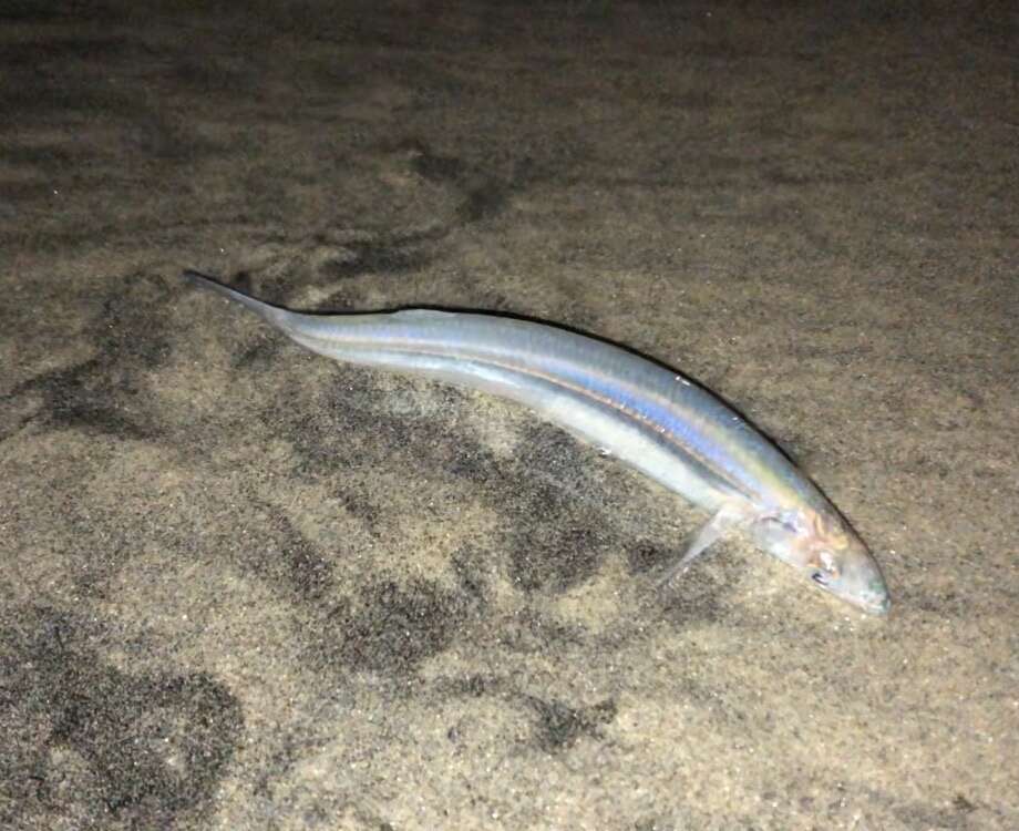 Image de Grunion