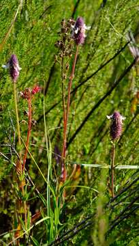 Image of <i>Coleus kirkii</i>