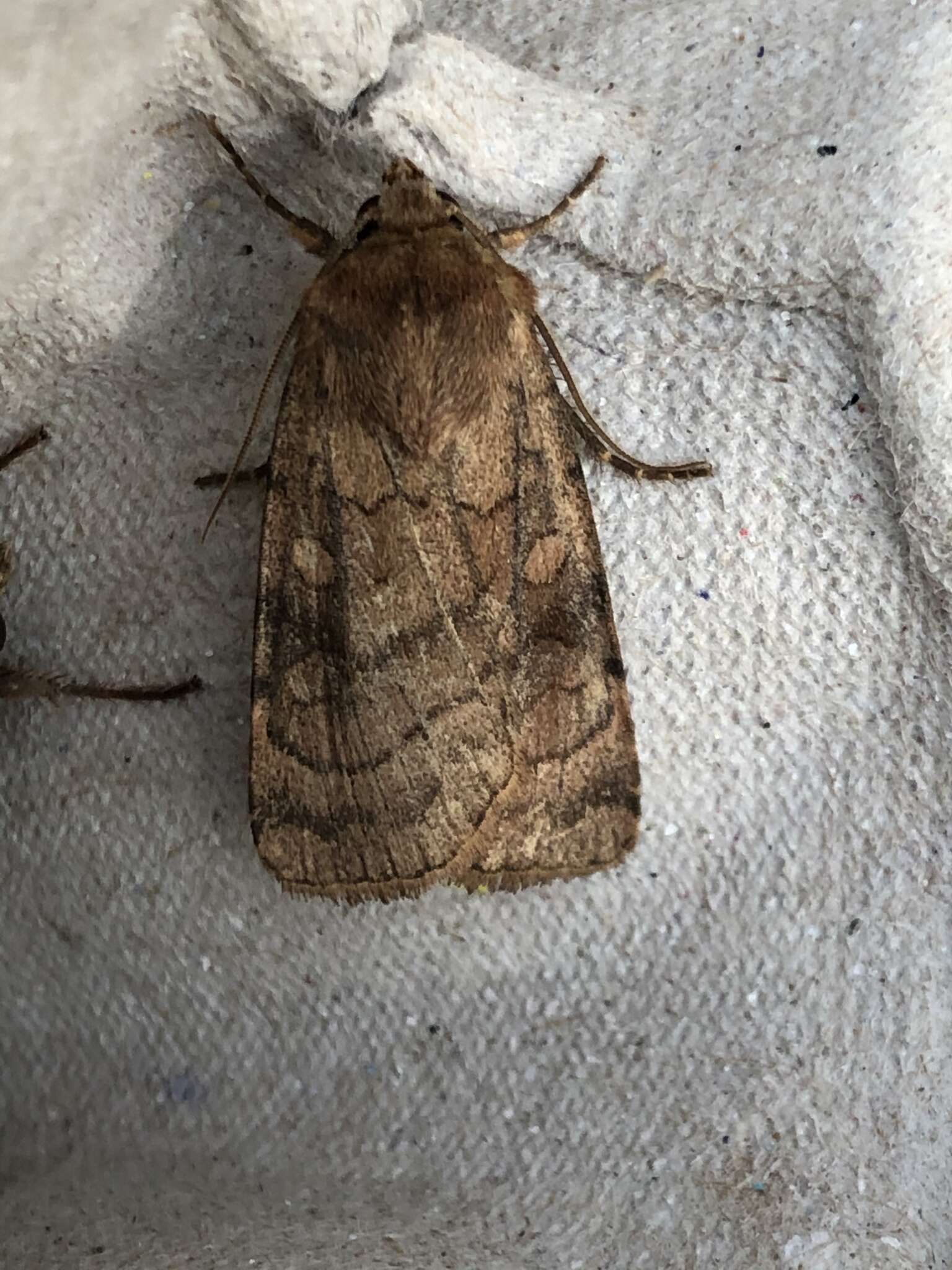 Image of six-striped rustic