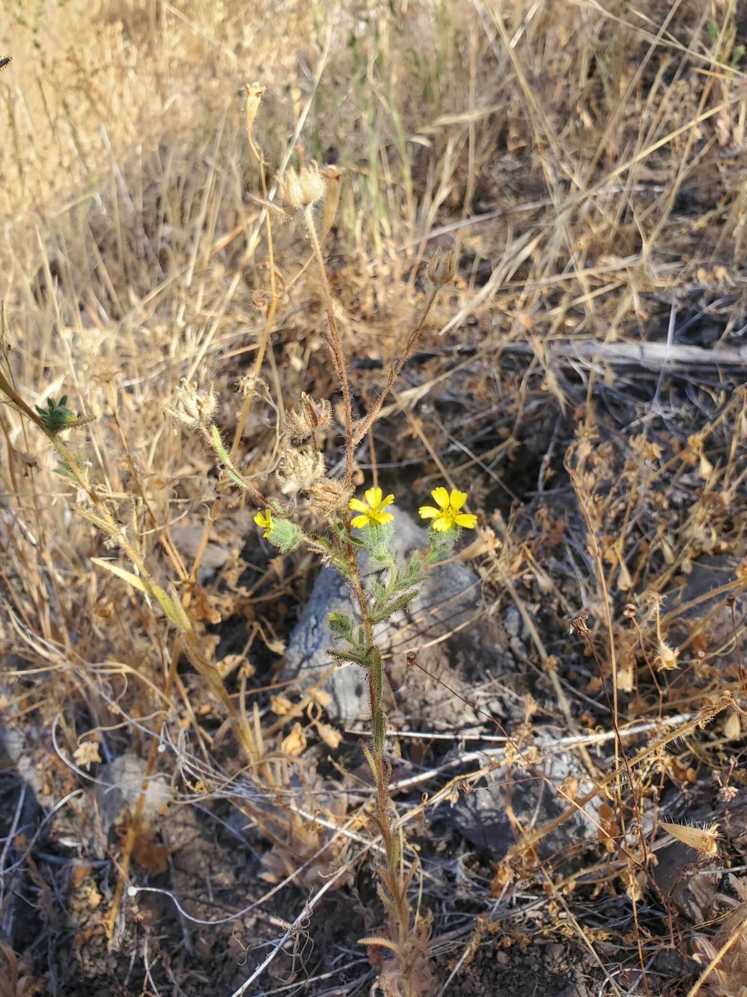 Image of Madia chilensis (Nutt.) Reiche