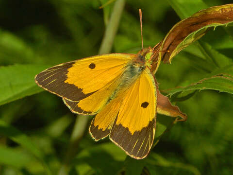 Image of clouded yellow