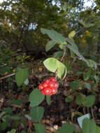 Image of pink honeysuckle