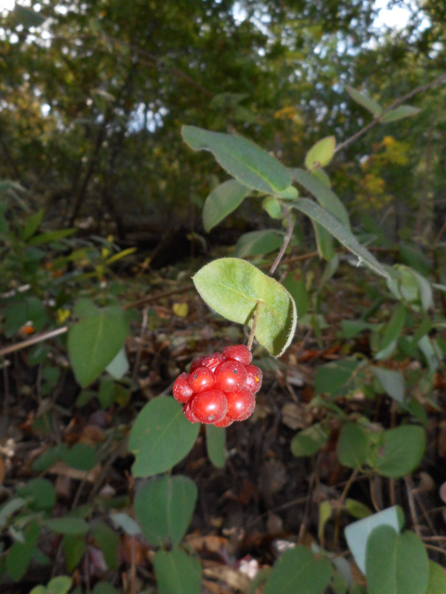 Image of pink honeysuckle