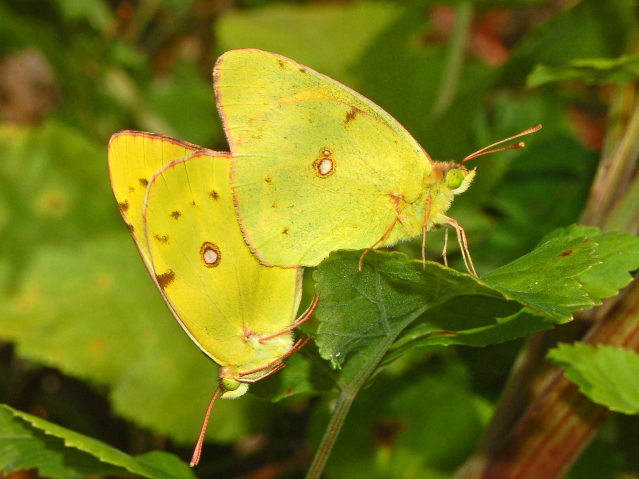 Image of clouded yellow