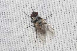 Image of Fly