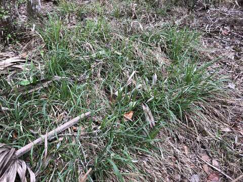 Image of Shiny Wood-Oats