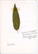 Image of Phyllonorycter cerasicolella (Herrich-Schäffer 1855)