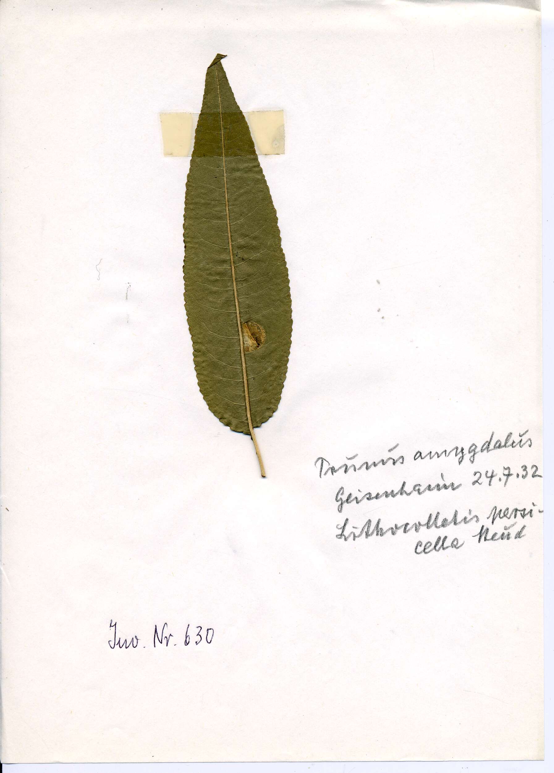 Image of Phyllonorycter cerasicolella (Herrich-Schäffer 1855)