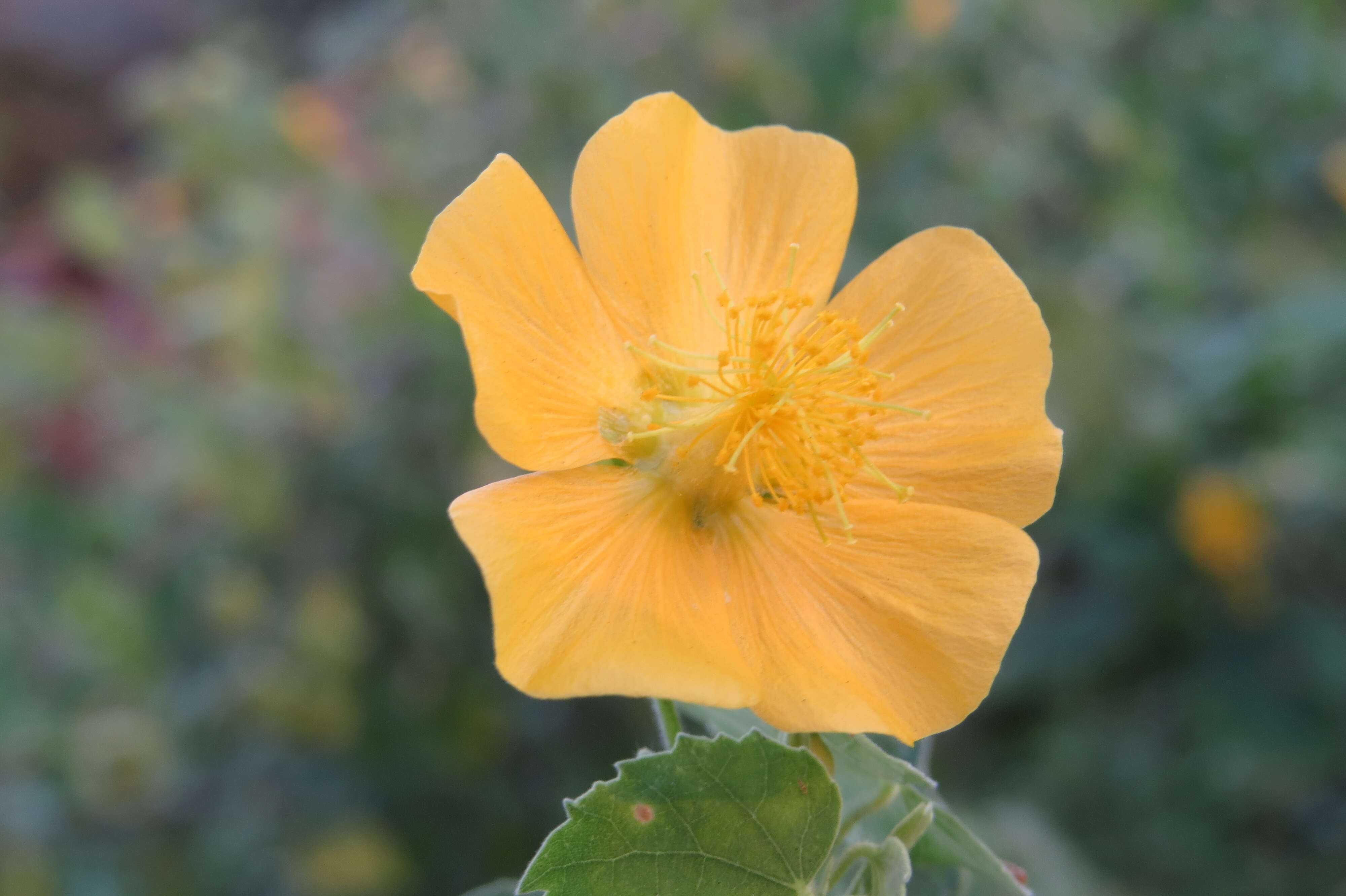 Imagem de Abutilon indicum (L.) Sweet