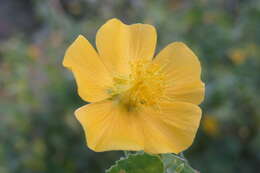 Imagem de Abutilon indicum (L.) Sweet