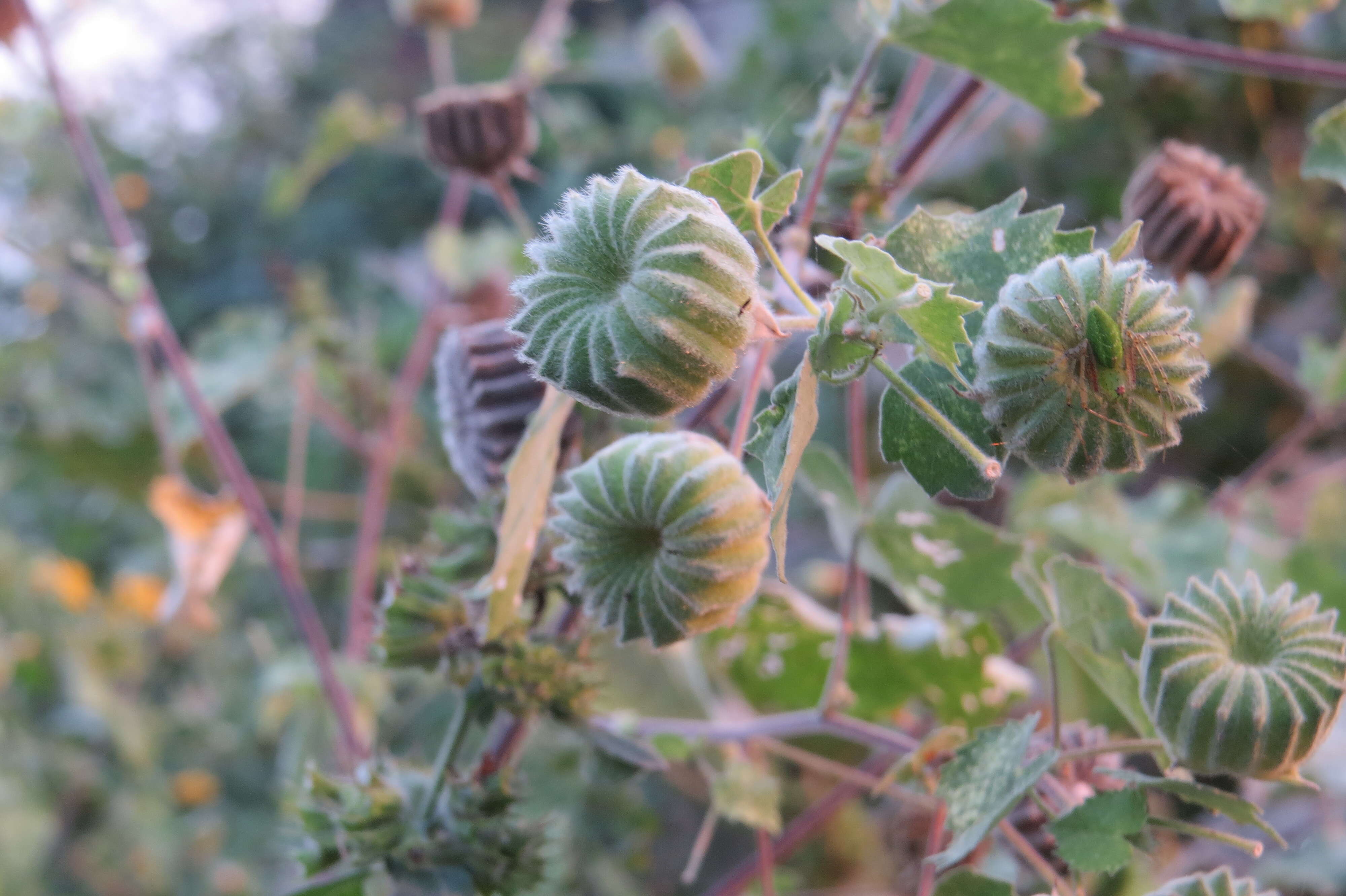 Imagem de Abutilon indicum (L.) Sweet