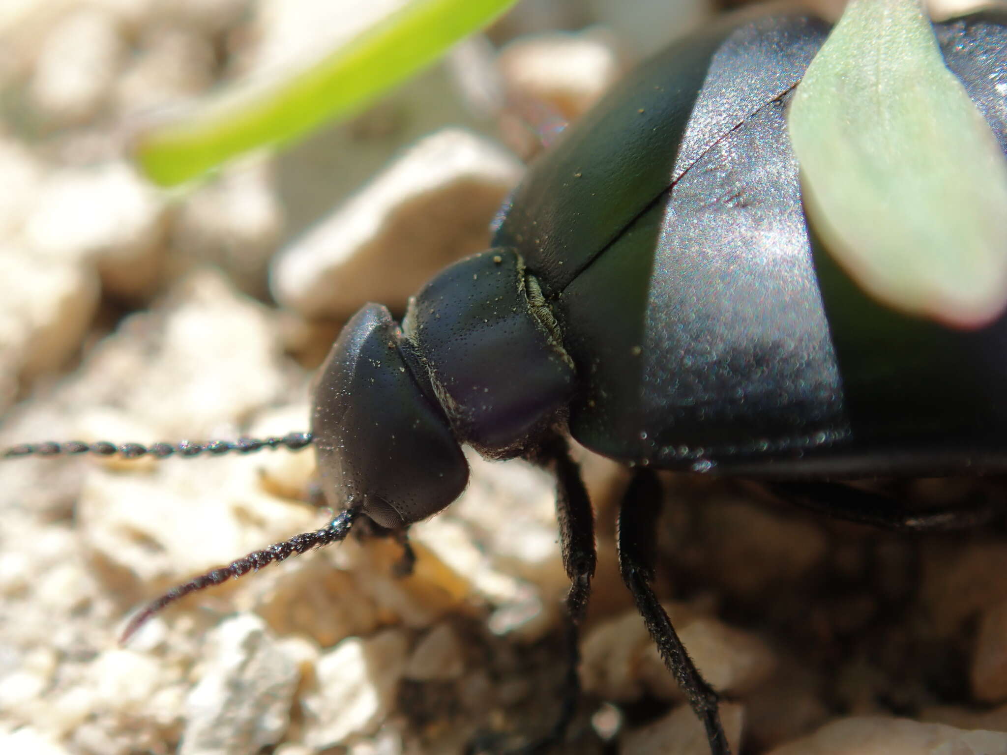 Image of <i>Meloe uralensis</i>