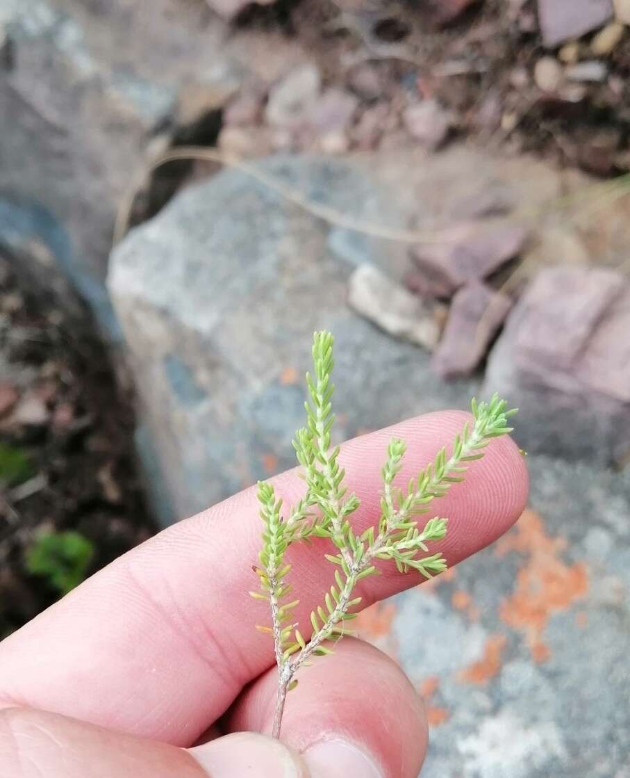 Image of Erica pubescens L.