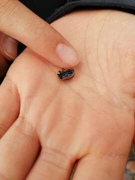 صورة <i>Chrysolina lucidicollis</i>