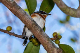 صورة Batis capensis (Linnaeus 1766)