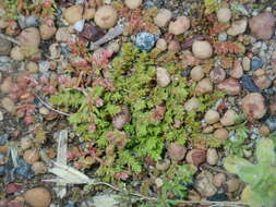 Crassula colorata (Nees) Ostenf. resmi