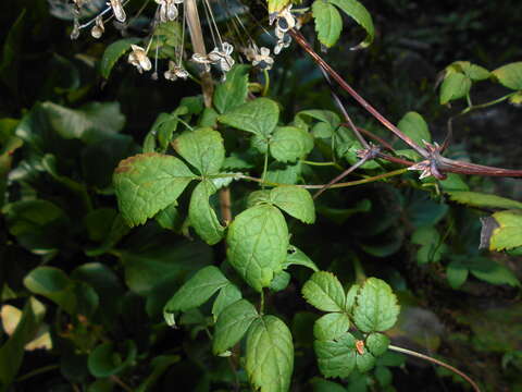 Слика од Clematis alpina (L.) Miller