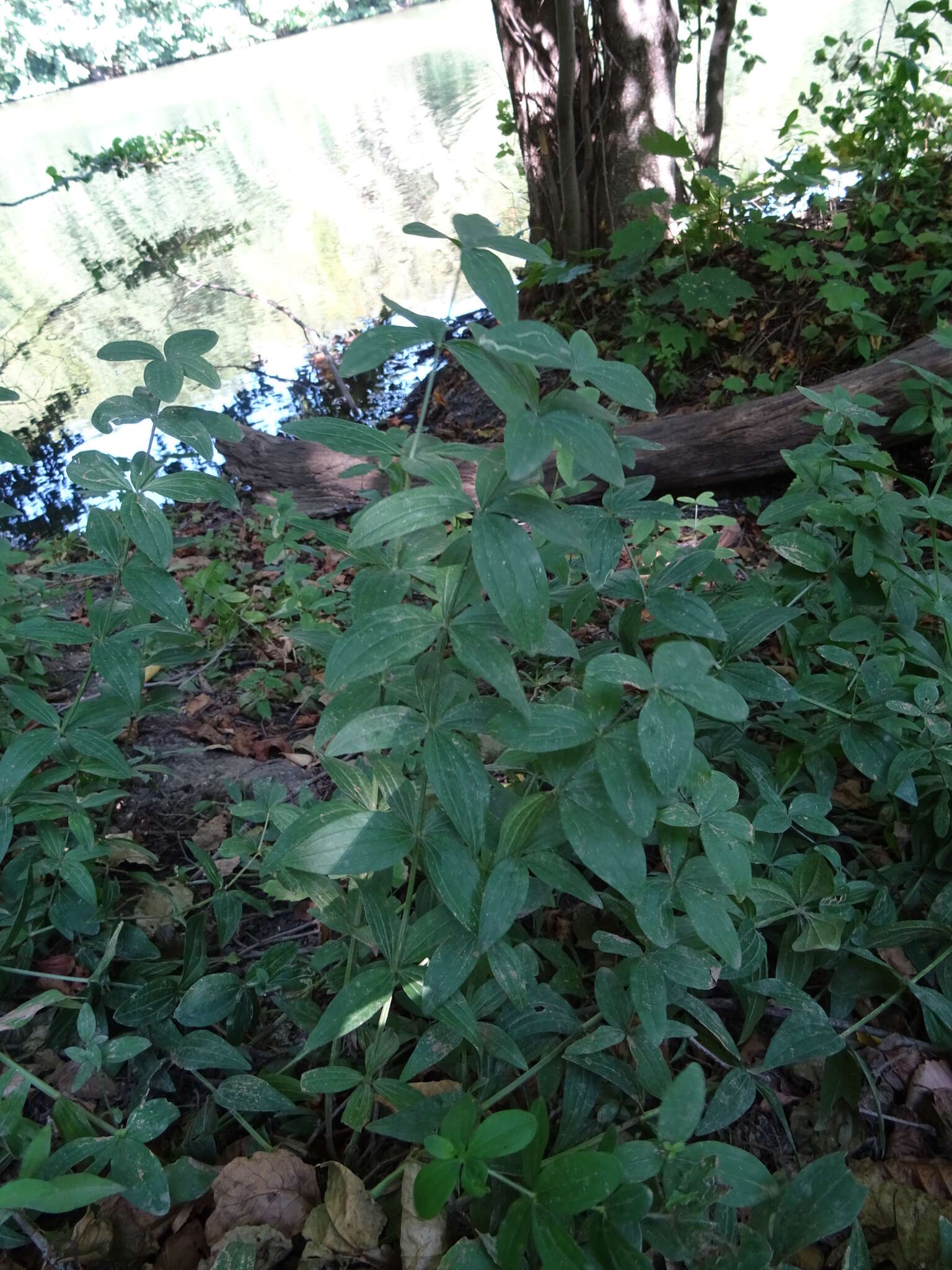 Plancia ëd Galium rubioides L.