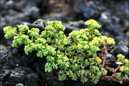 Imagem de Euphorbia amplexicaulis Hook. fil.