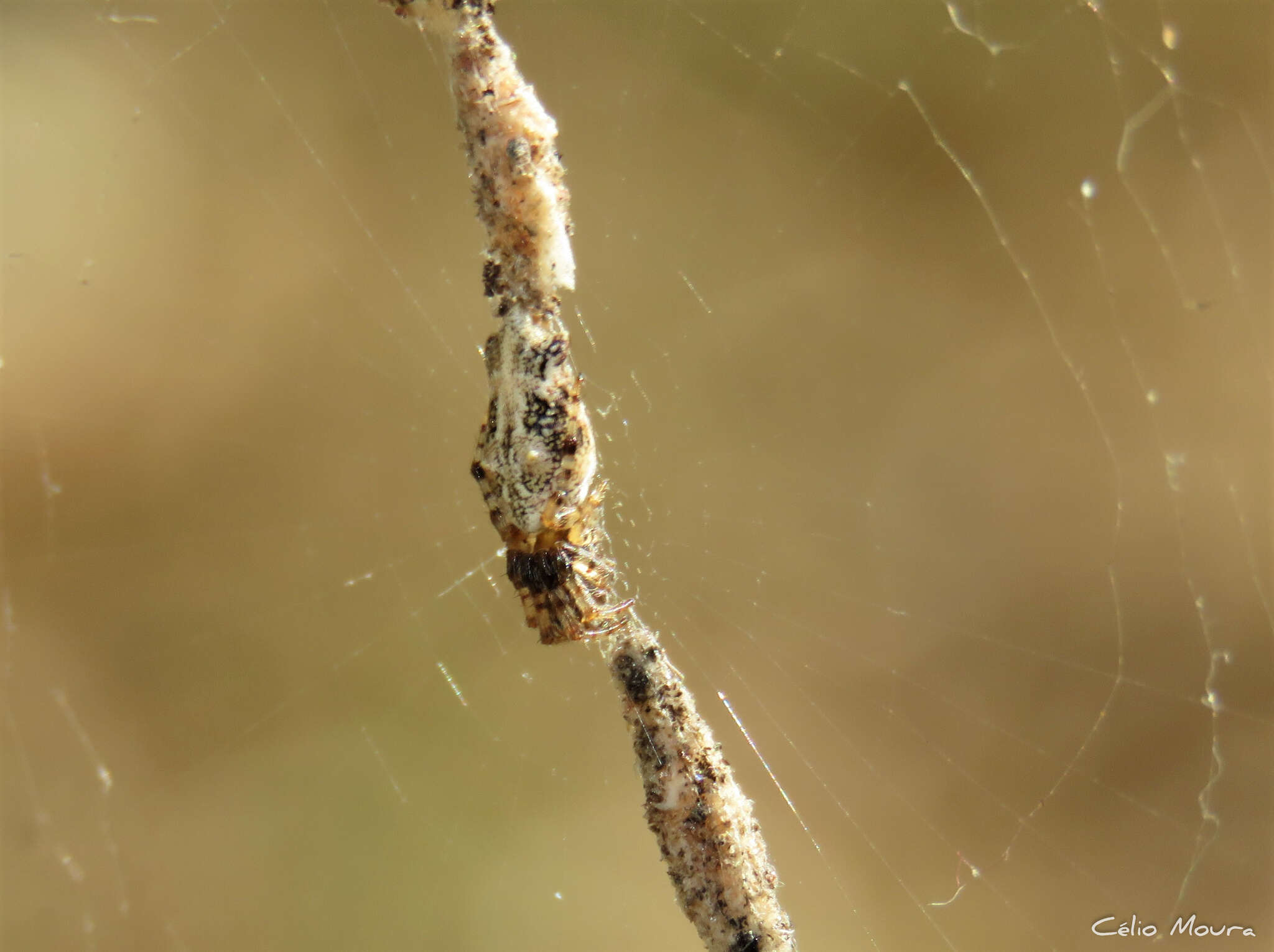 Image of Cyclosa bifurcata (Walckenaer 1841)