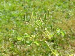 Imagem de Oxalis stricta