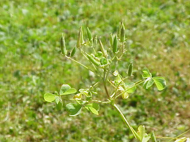 Image de Oxalis stricta