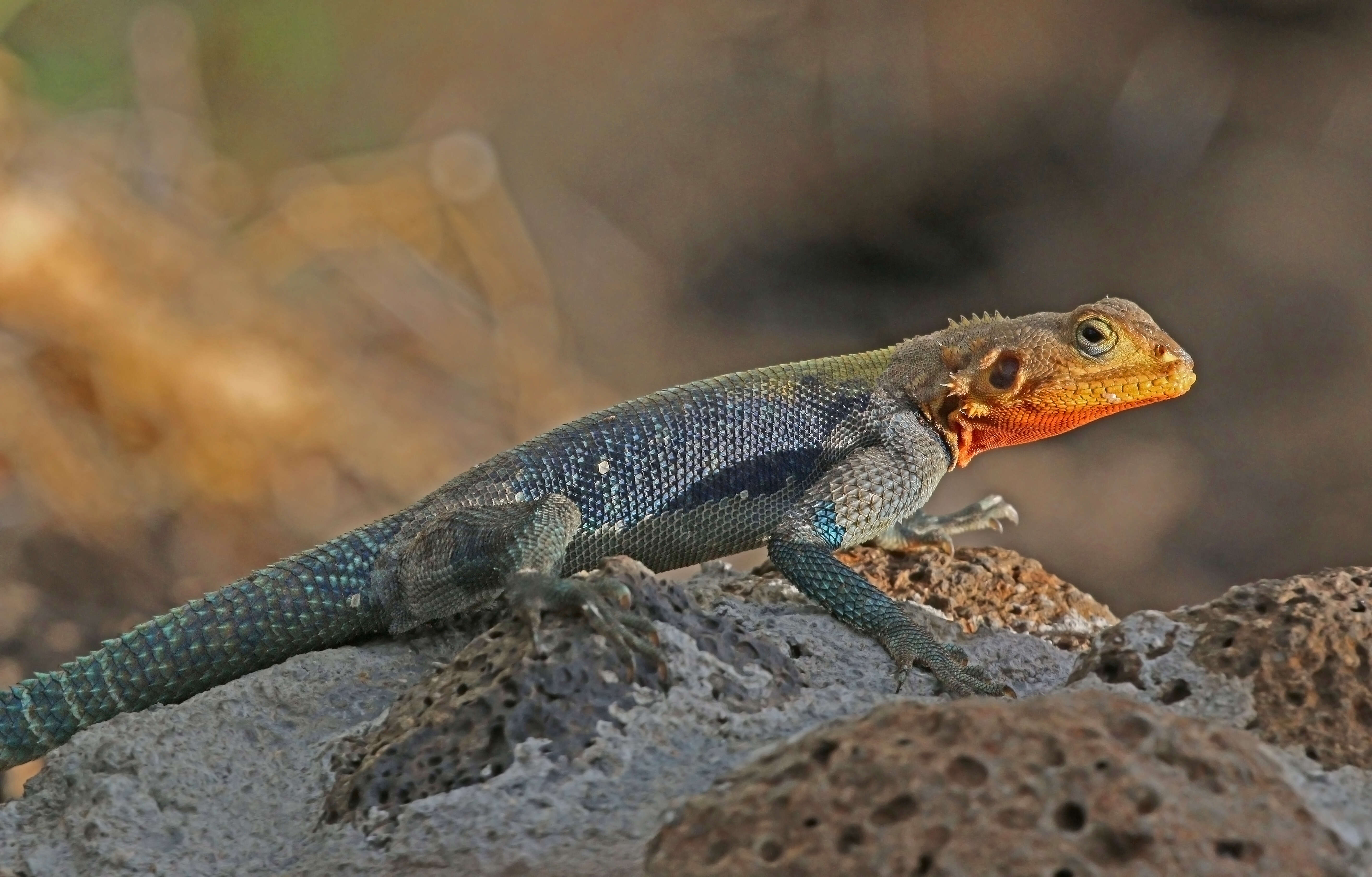 Image of Common agama