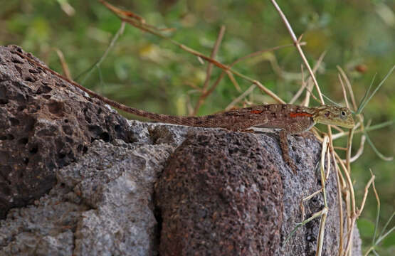 Image of Common agama