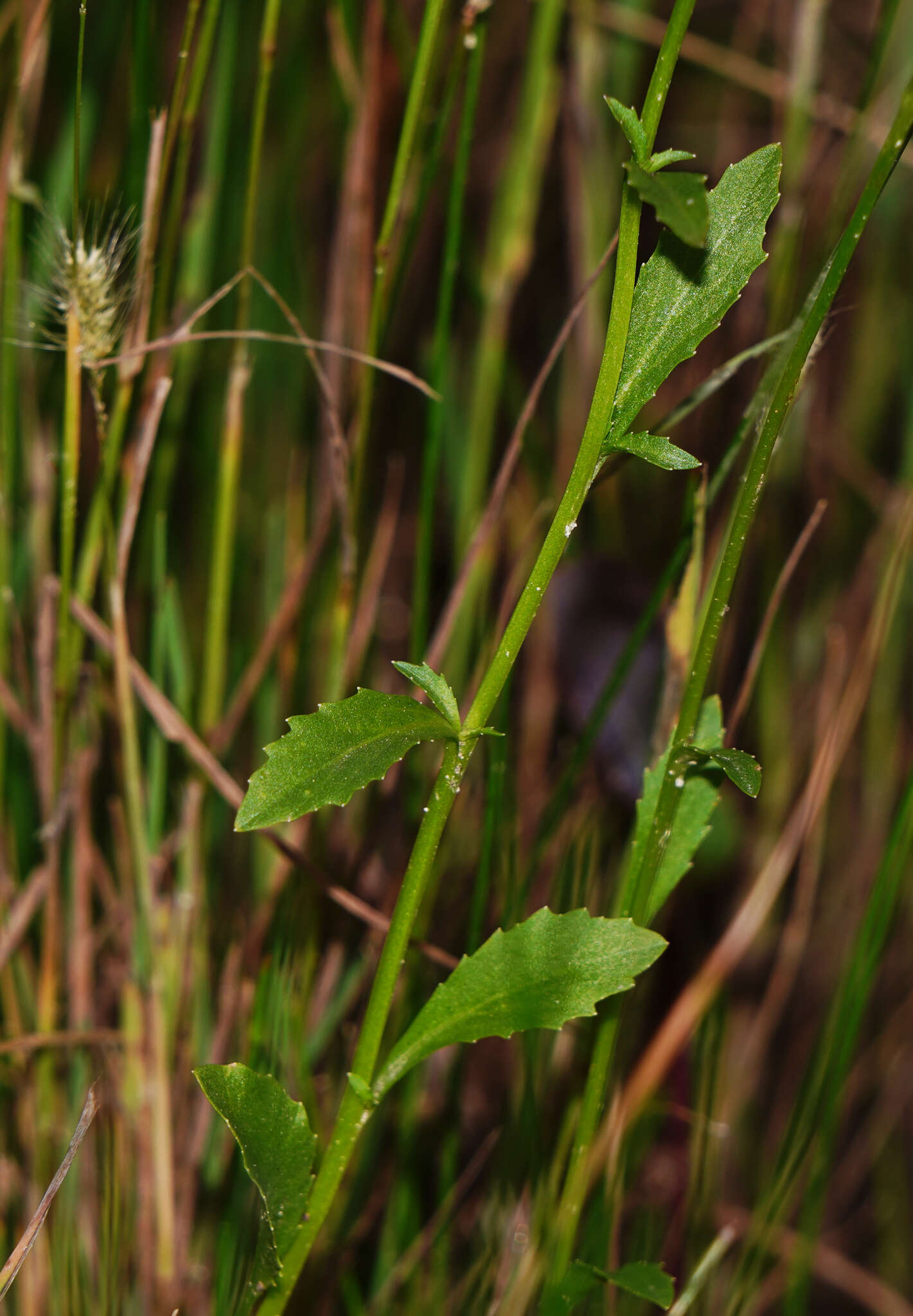 Image of Berlandier's Lobelia