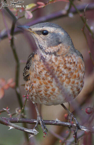 Image of Dusky Thrush