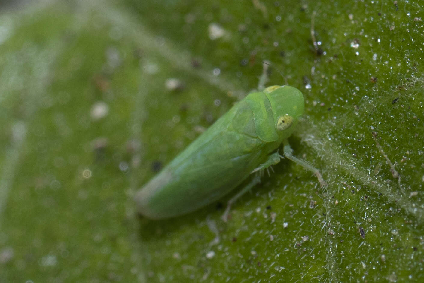 Sivun Neocoelidia pallida Baker kuva