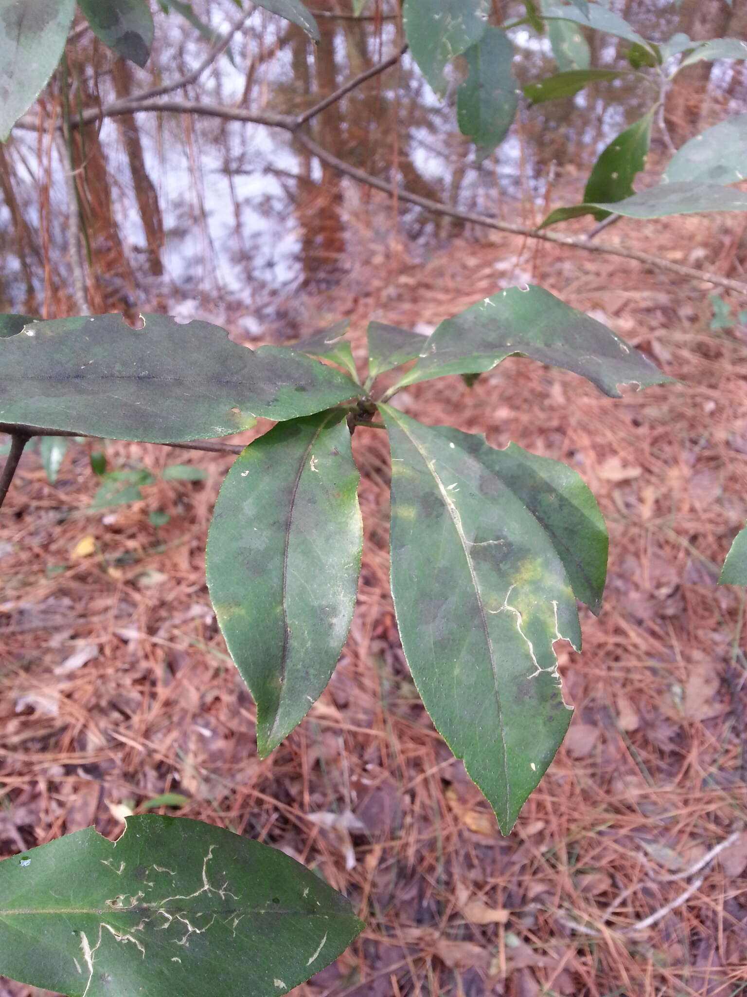 Image of common sweetleaf